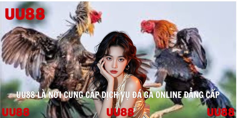 UU88 là nơi cung cấp dịch vụ đá gà online đẳng cấp